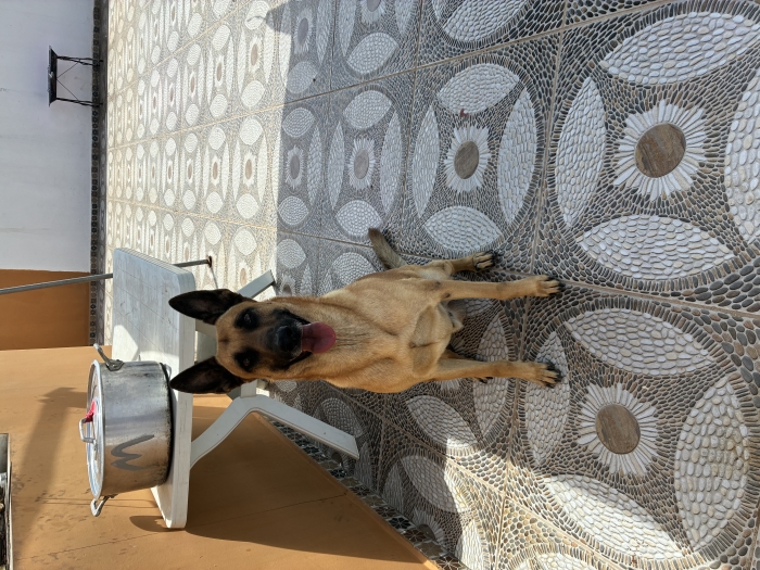 MALINOIS À DONNER POUR ADOPTION