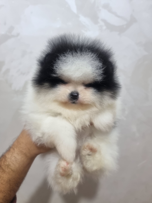 Magnifique Portée de la race spitz