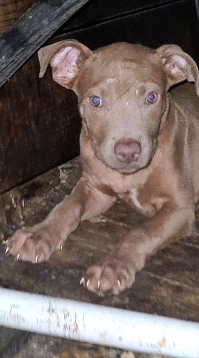 Female pitbull lilac