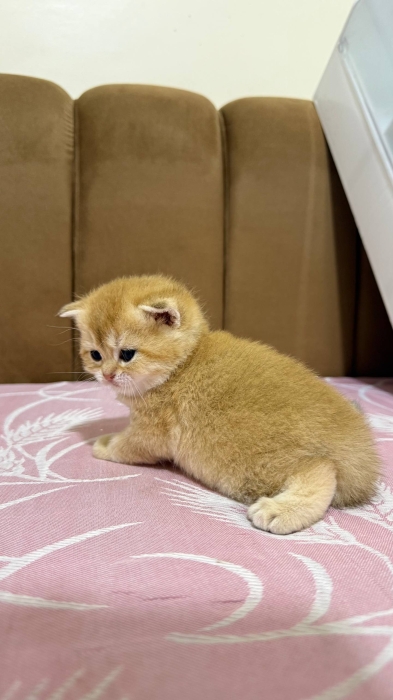 British shorthair female golden ny25