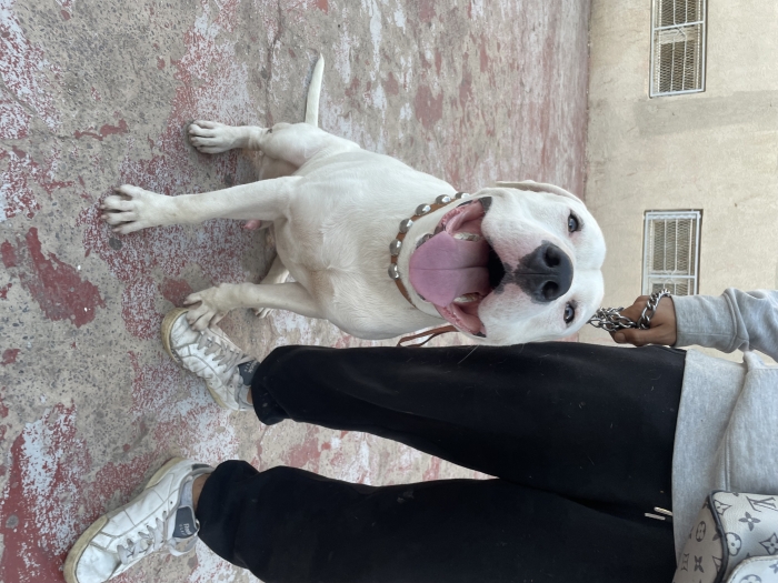 dogo argentino