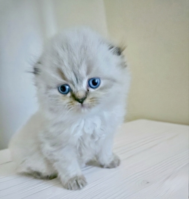 Chatons Scottish Fold  & Straight