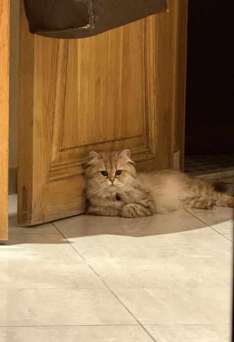 Femelle British Longhair Pedigree WCF