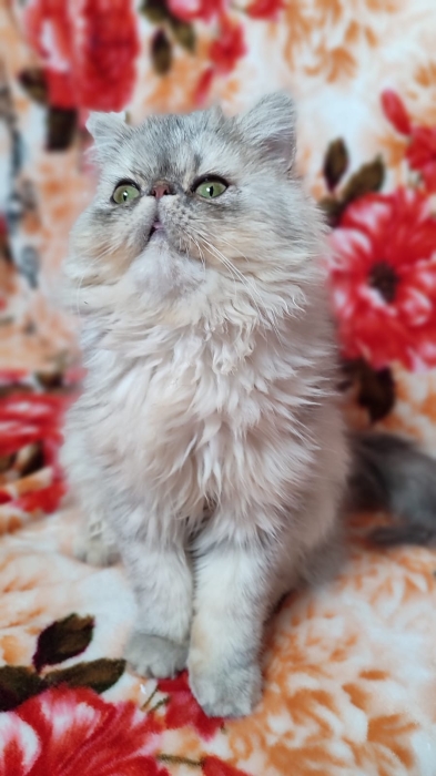 Femelle persan 8 mois