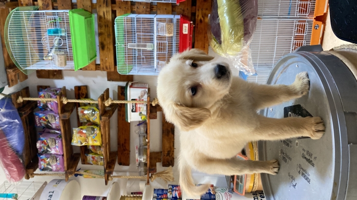 Golden retriever