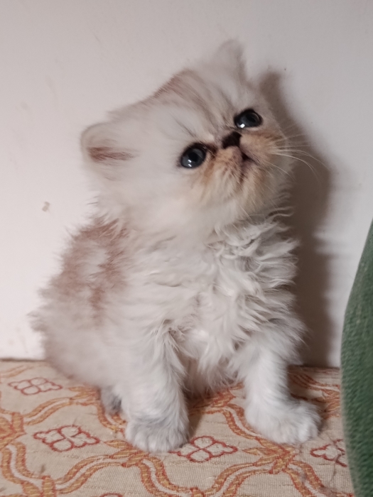 Chaton persan chinchilla race pur