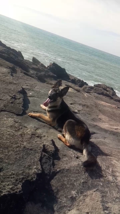 Femelle berger allemand