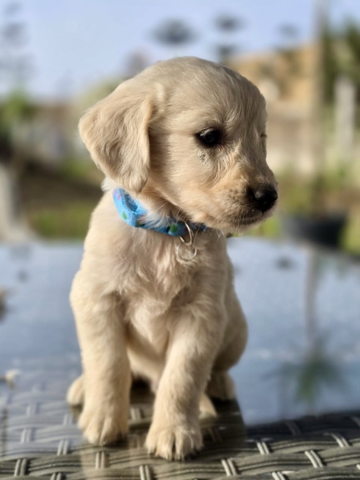 Chiots Golden Retriever