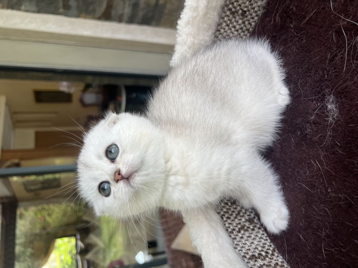 Chatons british et scottish shorthair
