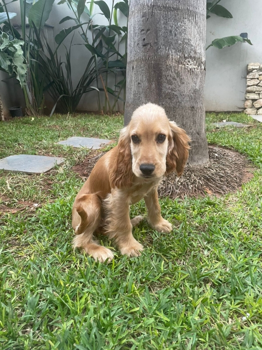 Cocker anglais 5 mois Golden