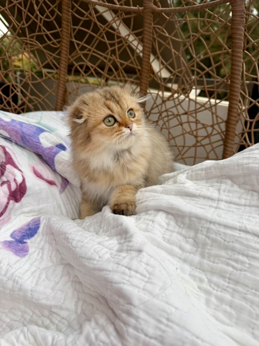 Chaton Scottish fold