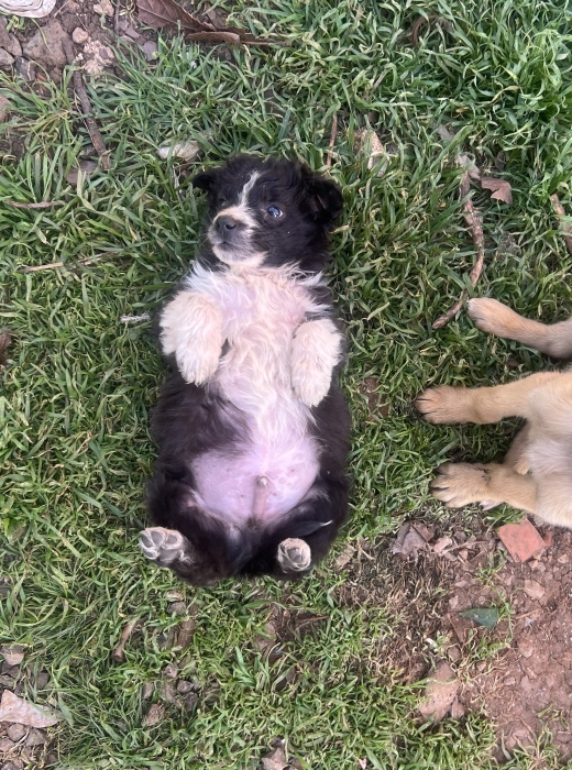 Aïdi / Berger de l’Atlas