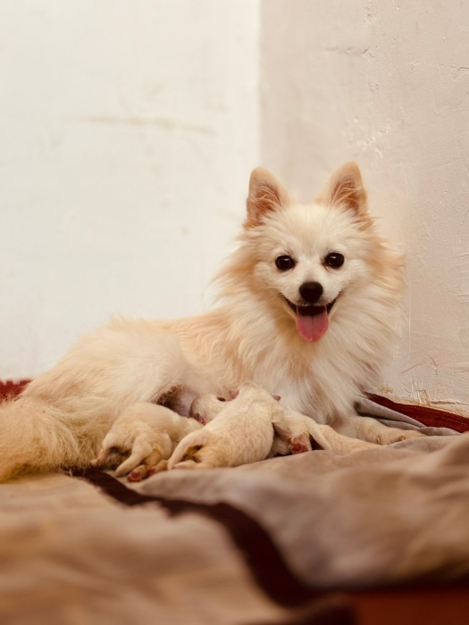 Spitz chiots