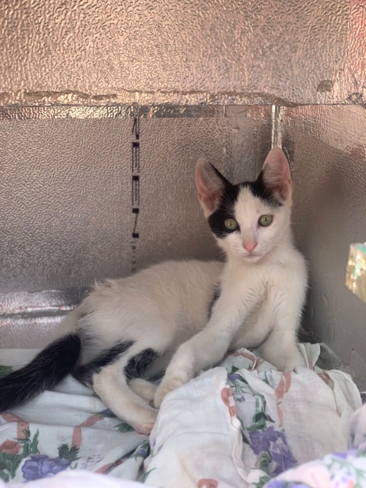 Mura pour adoption
