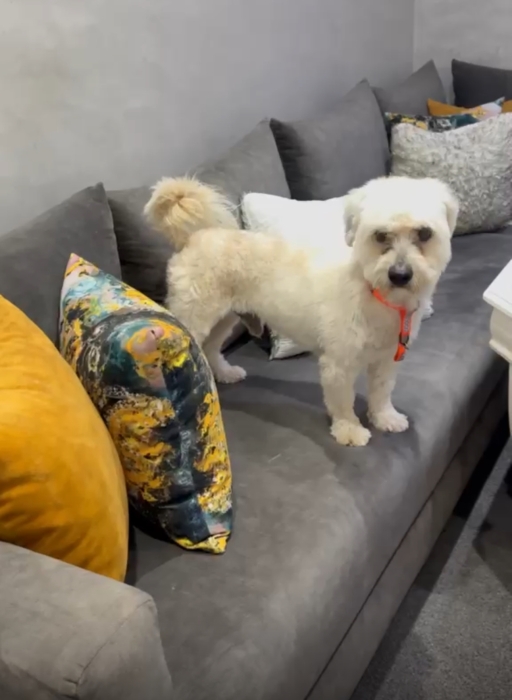 Caniche gratuit à adopter