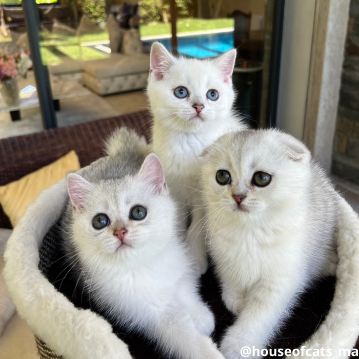 Chatons British et scottish
