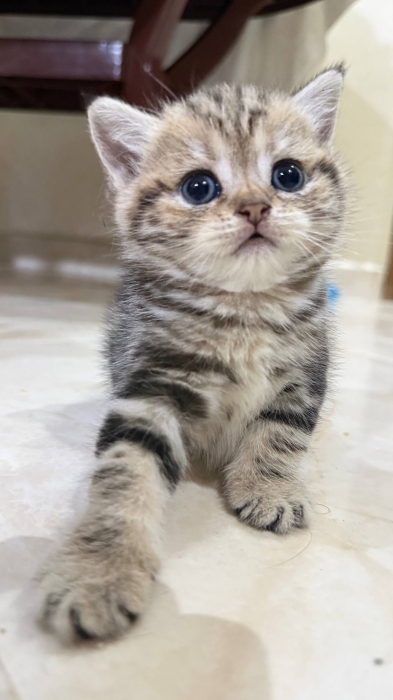 British shorthair & Scottish fold