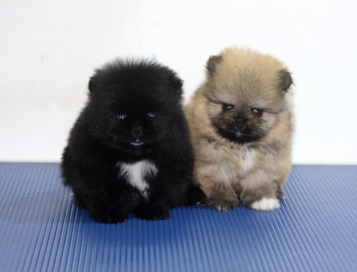 Spitz nain pomeranian