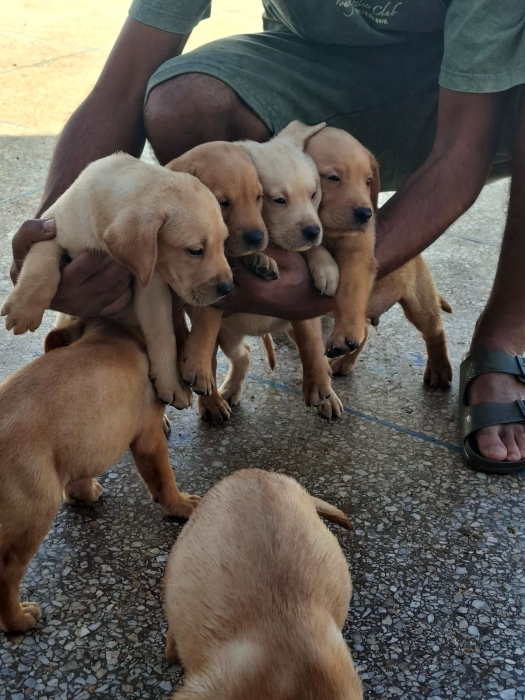 Chiots labrador