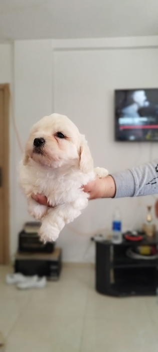 Bichon maltais nain