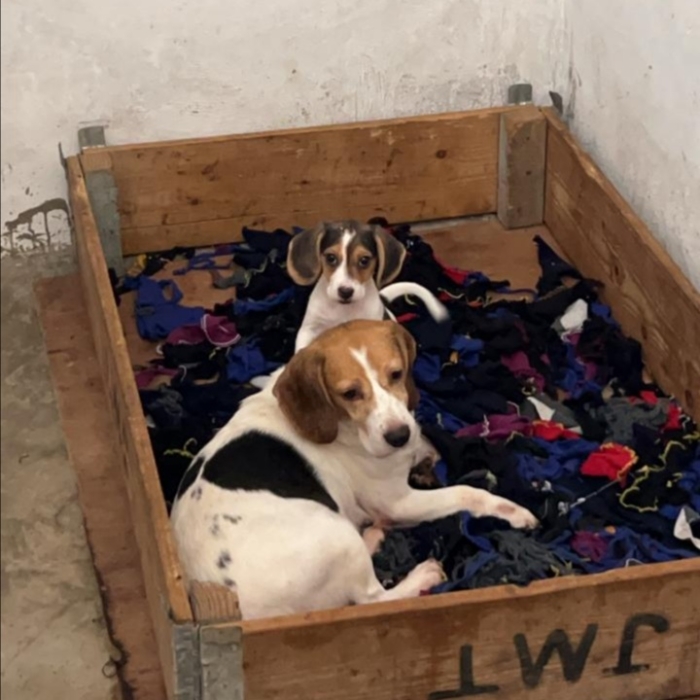 Beagle