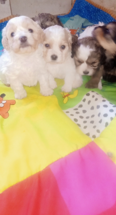 Bichon maltais havanes