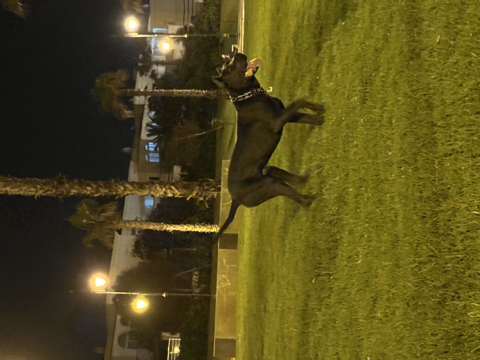 Cane corao