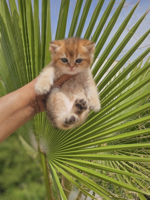 Très Beau Scottish Fold and straight