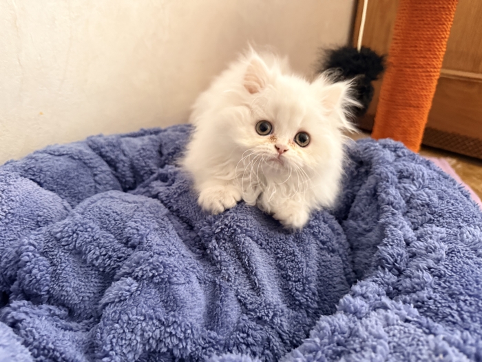 Adorable chatonne Persian / British Longhair – 2 mois