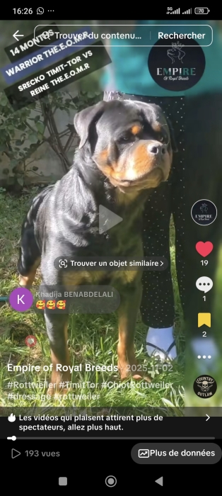 Rottweilers d'exception – Pedigree confirmé, lignée Timit Tor