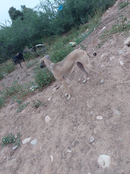 السلوقي المغربي الأصيل