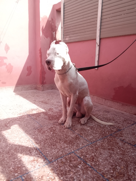 Doge