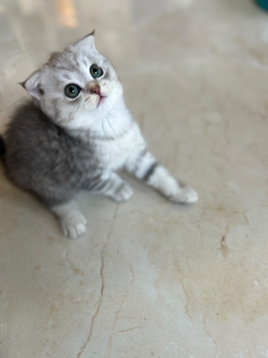Chaton Scottish Fold à vendre