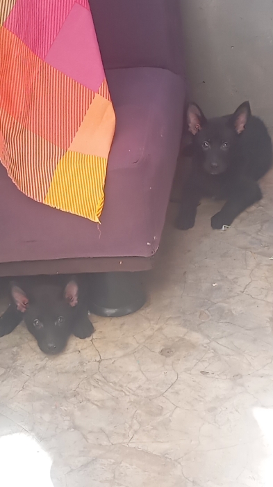Chiots malinois charboni race pure
