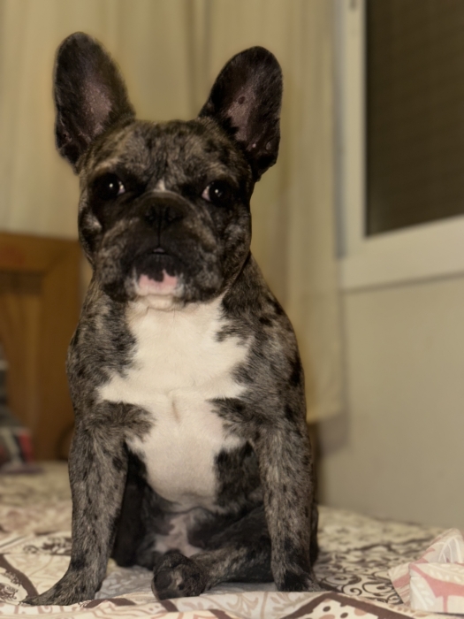 Bulldog français exotiques