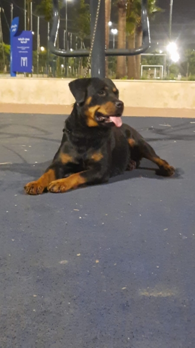 Femelle rottweiler race pure age 6 mois