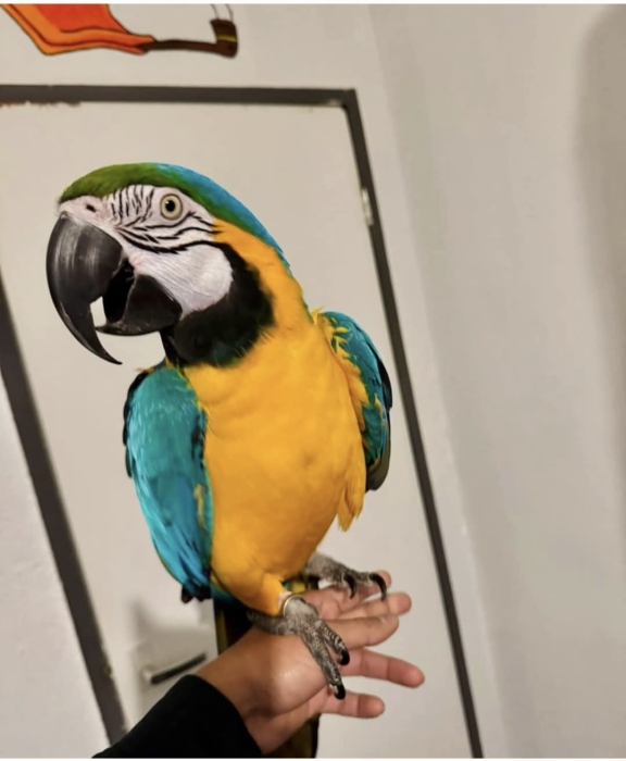 Perroquet macaw blue and gold Ararauna