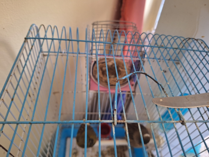 Couple canari closter