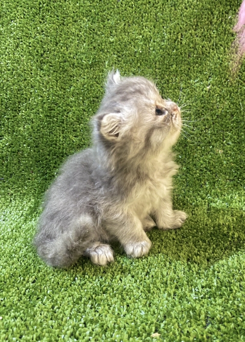 Chatons Persan Chinchilla Race Pure – Qualité Premium