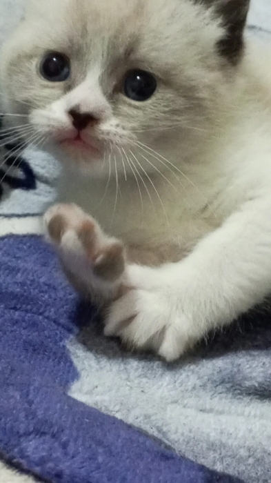 Himalayan persian et snowshoe