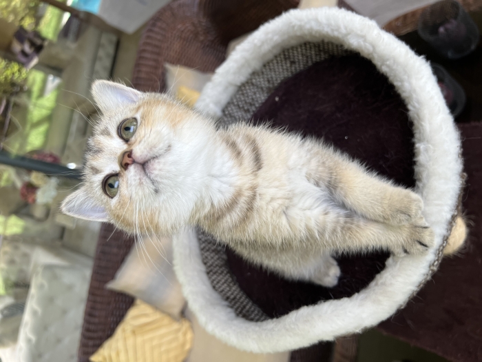 British shorthair golden