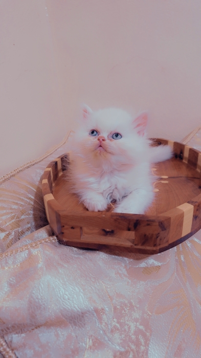 Chat ragdoll persan