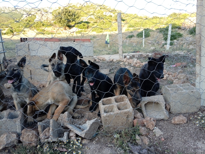 Chiots Bergers Malinois x Berger Hollandais (15 semaines)
