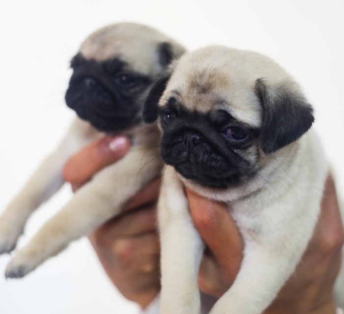 Disponibles magnifiques chiots carlin