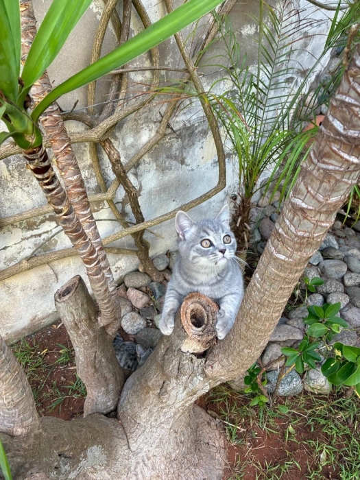 Scottish Straight mâle et femelle