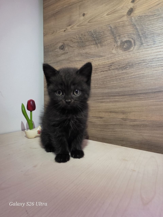 British shorthair