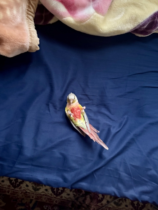 Perroquet Molina ananas bague 2025 tres bien dressé