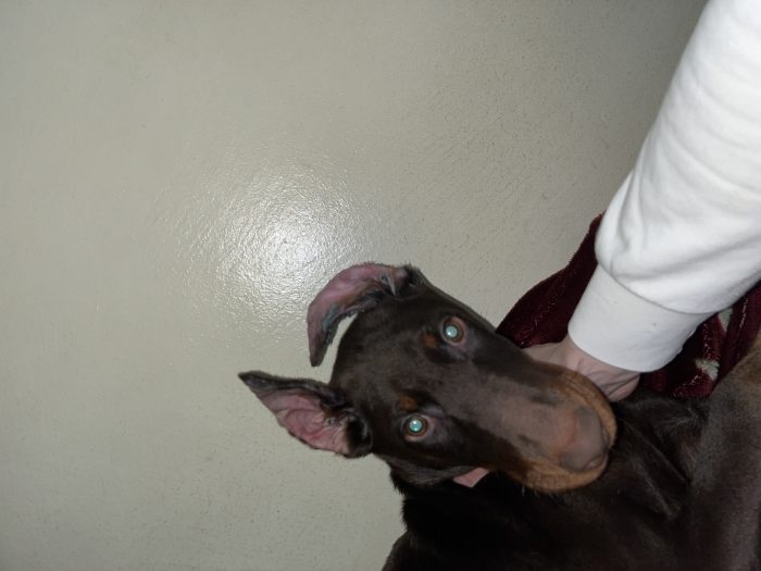 Male doberman
