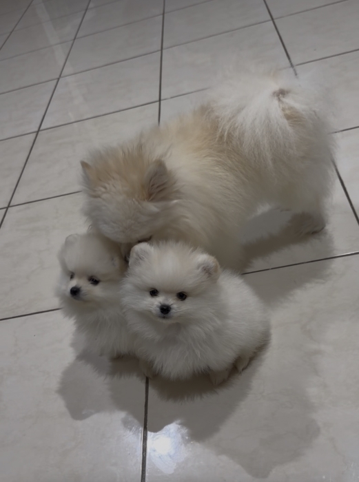 Chiot de Poméranie spitz nain