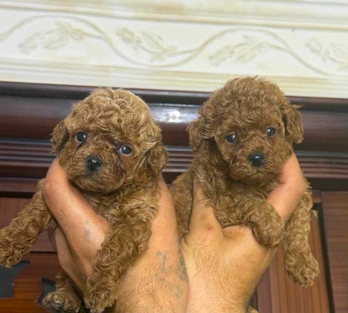 Poodle toy